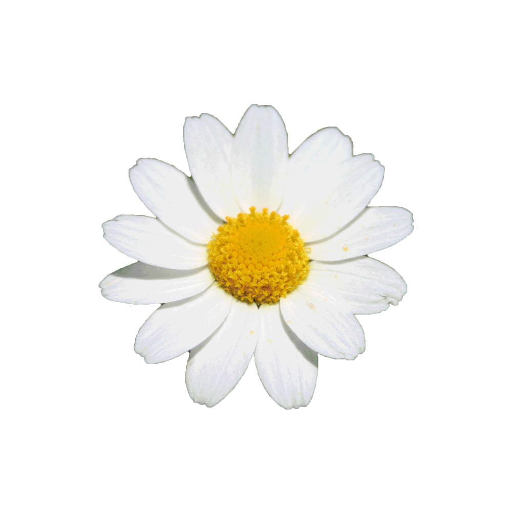 Healing Concealer BooBoo CoverUp